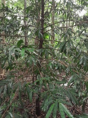 Podocarpus dispermus