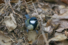 Parus major