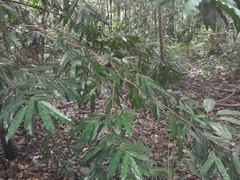Podocarpus dispermus