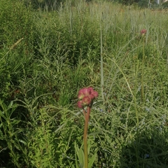 Campuloclinium macrocephalum
