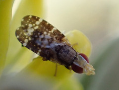 Campiglossa martii