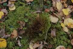 Hylocomium splendens