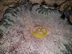 Stichodactyla haddoni