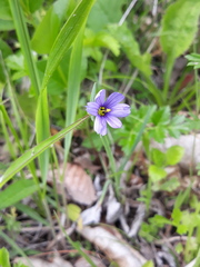 Sisyrinchium septentrionale