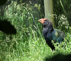 Porphyrio hochstetteri