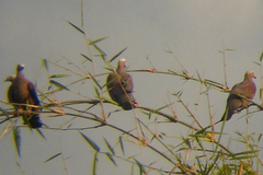 Columba punicea