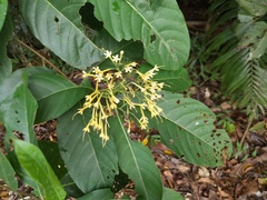Tarenna dallachiana