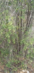 Varronia revoluta