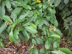 Tarenna dallachiana