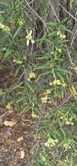 Varronia revoluta
