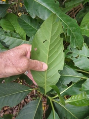 Tarenna dallachiana