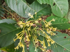 Tarenna dallachiana