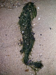 Ulva