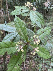 Pittosporum rubiginosum
