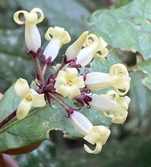 Pittosporum rubiginosum
