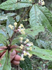 Pittosporum rubiginosum