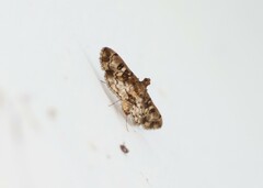 Nomophilini