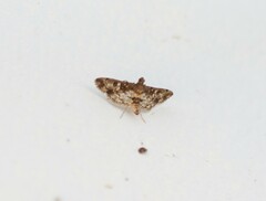 Nomophilini