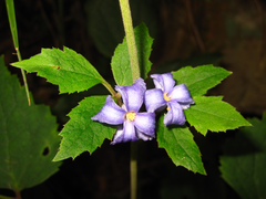 Clematis heracleifolia
