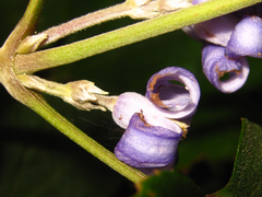 Clematis heracleifolia