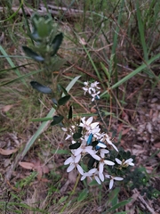 Olearia myrsinoides