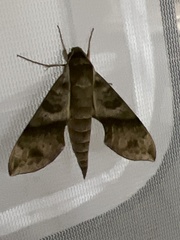Xylophanes pistacina