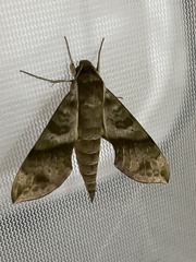 Xylophanes pistacina