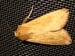 Mythimna separata