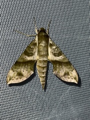 Xylophanes pistacina