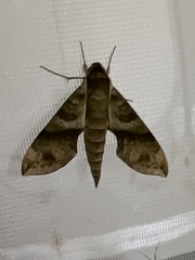 Xylophanes pistacina