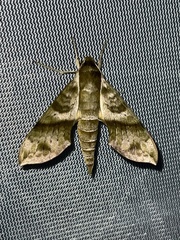 Xylophanes pistacina