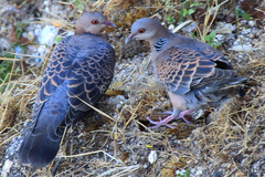 Streptopelia orientalis agricola