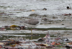 Tringa guttifer