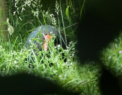 Porphyrio hochstetteri