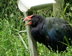 Porphyrio hochstetteri