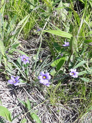 Sisyrinchium septentrionale