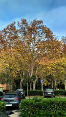 Platanus × hispanica