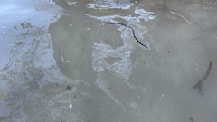 Myrichthys colubrinus