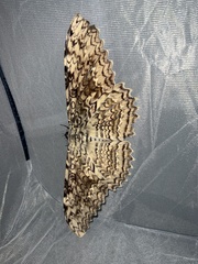 Thysania agrippina