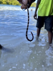 Myrichthys colubrinus