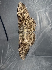 Thysania agrippina