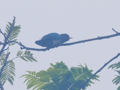 Chrysococcyx maculatus