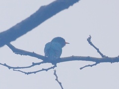 Chrysococcyx maculatus