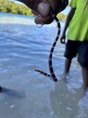 Myrichthys colubrinus