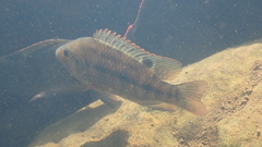 Oreochromis mossambicus