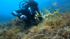 Phycodurus eques