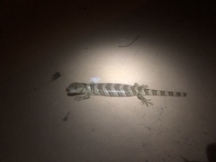 Cyclodomorphus gerrardii