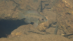 Oreochromis mossambicus