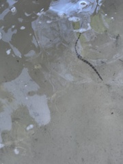 Myrichthys colubrinus