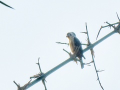 Microhierax caerulescens